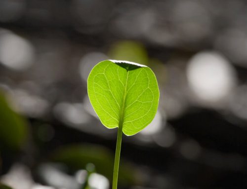 Het overloop effect van planten op de werkvloer