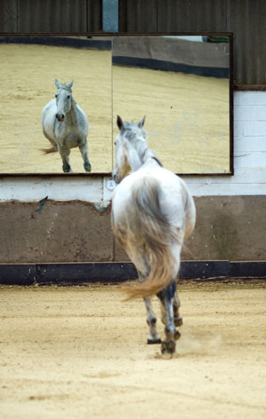 Triangis | Coaching with horses